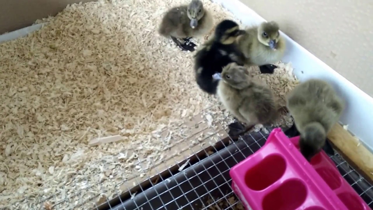 Elevage de canetons - S01E07 - Premier transfert de la couveuse vers l'éleveuse