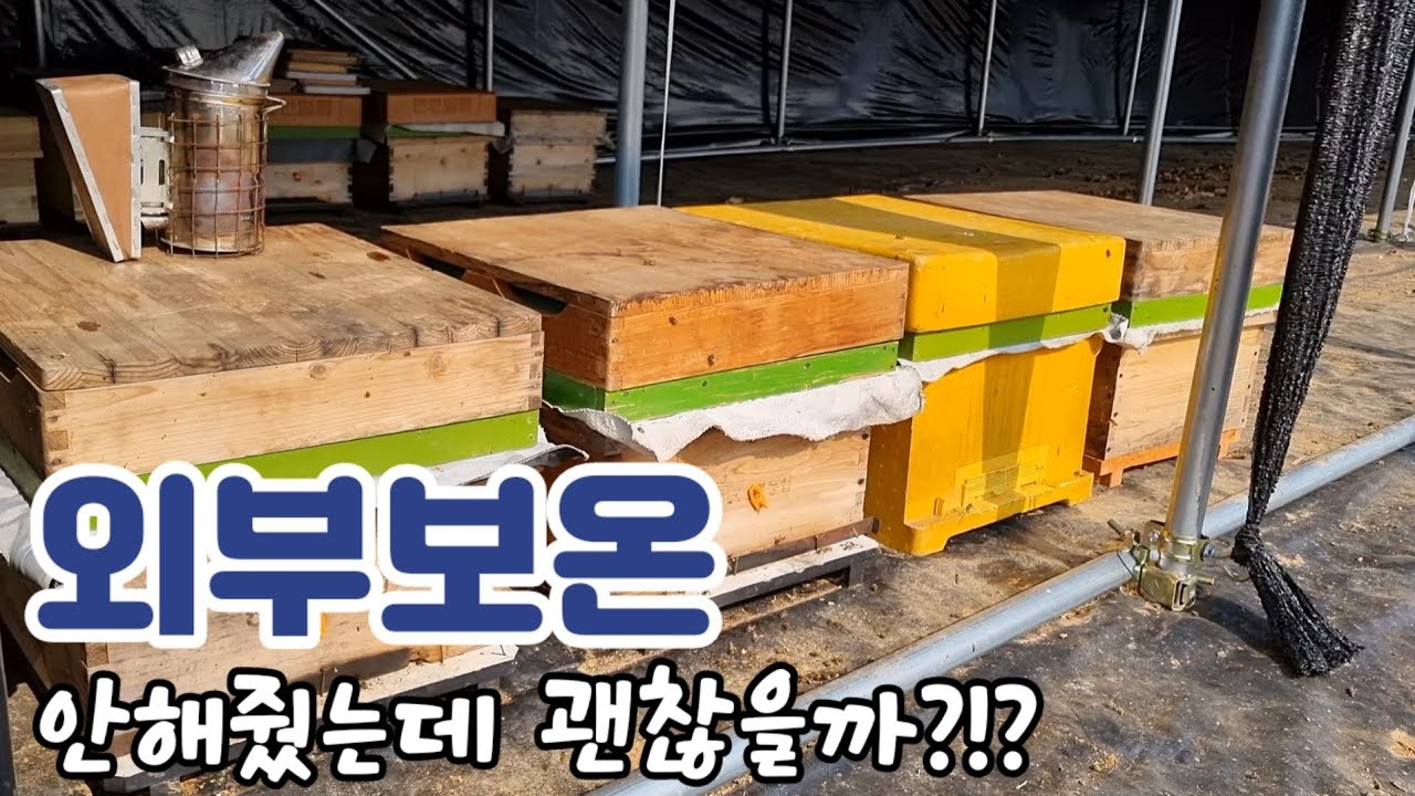 2월 12일 외부보온을 한 봉군 VS 외부보온을 안한 봉군