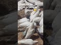 #viralshorts #trendingreels #foryou #fyp #shortsviral  #birdfeeding #cutereels #pigeonvideo#ytshort