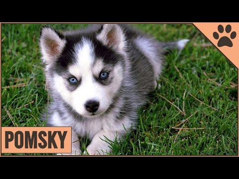 Pomsky Información De Raza De Perro | Perros Mundo