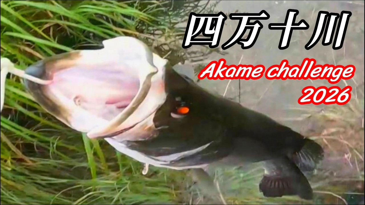 リベンジなるか？四万十川の怪魚「アカメ」チャレンジ！ - YouTube