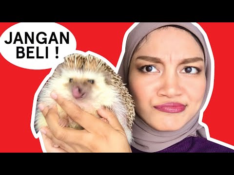 Video: Landak Kerdil - Untuk Siapa Haiwan Peliharaan Berduri? Pilihan, Penjagaan, Pemakanan. Foto