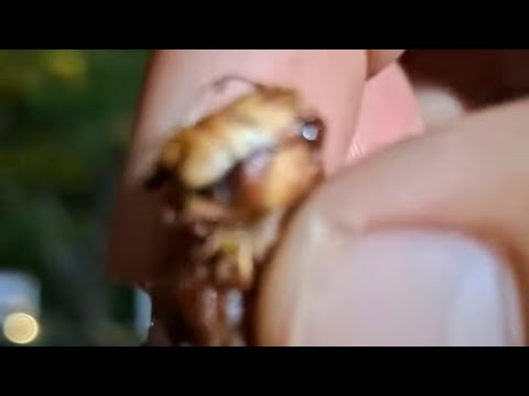 Has probado los saltamontes azados? Te comparto nuestra experiencia en China