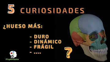 ¿Cuál es el hueso más duro?