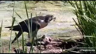 Mississippi Flyway Cam~Peregrine Falcon Has Meal_8.18.21