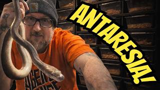 Famous From Pairing To Hatchling: The Antaresia Playbook With Slithering Oddities Profile