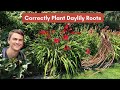 Planting daylily roots correctly and how to care for daylilies