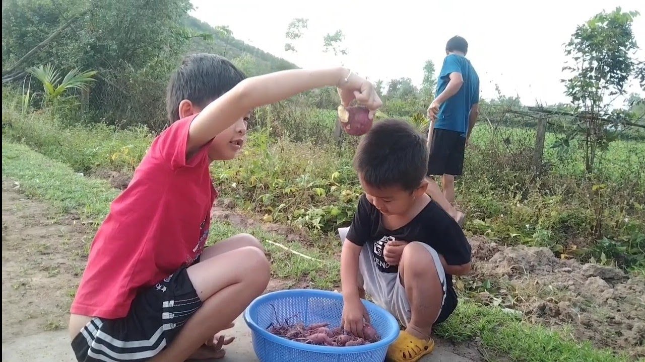 Mồng 2 tết đào củ khoai lang.