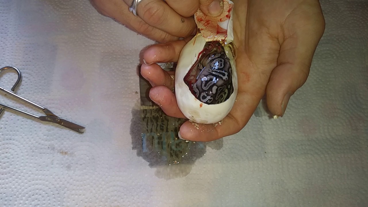ball python egg incubation period Killed the odds egg cutting clutch #2 pewter x lemon blast