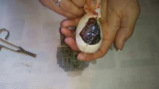 Killed the odds egg cutting clutch #2 pewter x lemon blast
