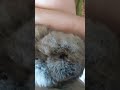 #yutubeshorts #cute #cuterabbit #rabbit #kpop #blackpink #go #music #mycuterabbit #subscribe