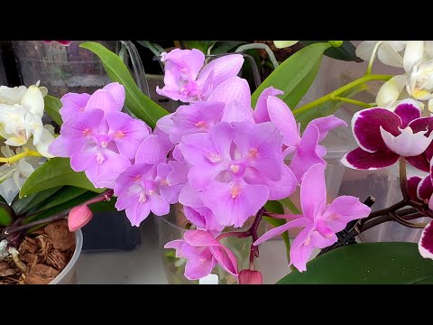 ОБАЖАТЕЛЬНЫЕ ОРХИДЕИ обзор орхидей МУЛЬТИКОВ в цветении
