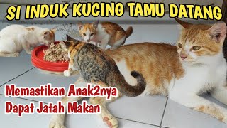 SI INDUK DATANG CUMA MEMASTIKAN SANG ANAK DAPAT JATAH MAKAN