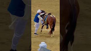 Qamar Zaman Khan International Rider || Horse Maharaja || Horse Lover || #horselover #horseriding
