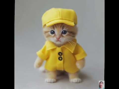 cute cat and most small in the world 🌎🌈💞🦋 #cat #video #cute