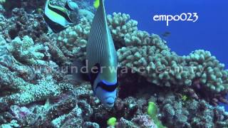 Emporer angelfish stock footage reel no.1