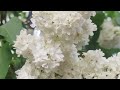 Flowers tree nature spring 4k