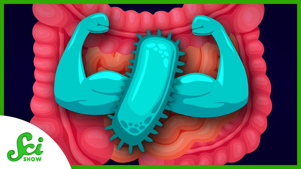 The Secret to Big Gains? Healthy Gut Bacteria #inmice | SciShow News