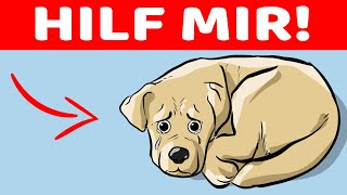 15 Signale, dass dein Hund nach Hilfe fragt!