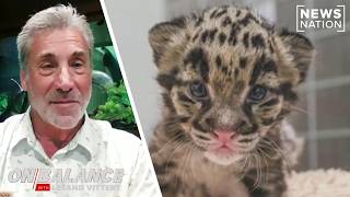 Clouded leopards vs AI data center in Nashville | On Balance