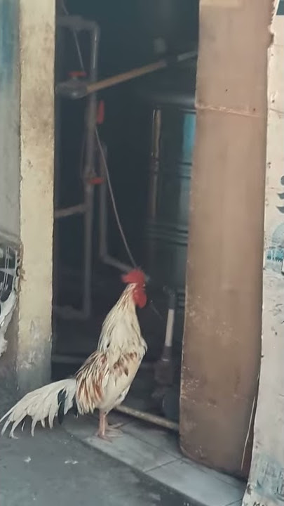 Ayam jago berkokok menyebut nama pak JOKOWI.