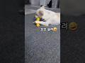 닭 잡는 강아지 #꼬꼬살려 #닭은다리부터뜯어야제맛