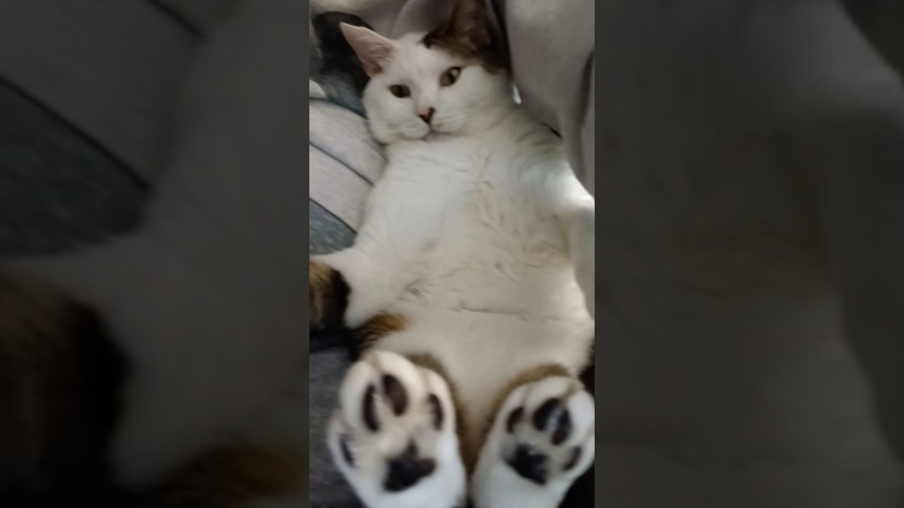 Battle-Cat mad cause Grandma is in his chair