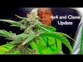 “Up-Potting Clones to 5-Gallon Pots | Outdoor Transition & Trichome Close-Up for Harvest Readiness!”