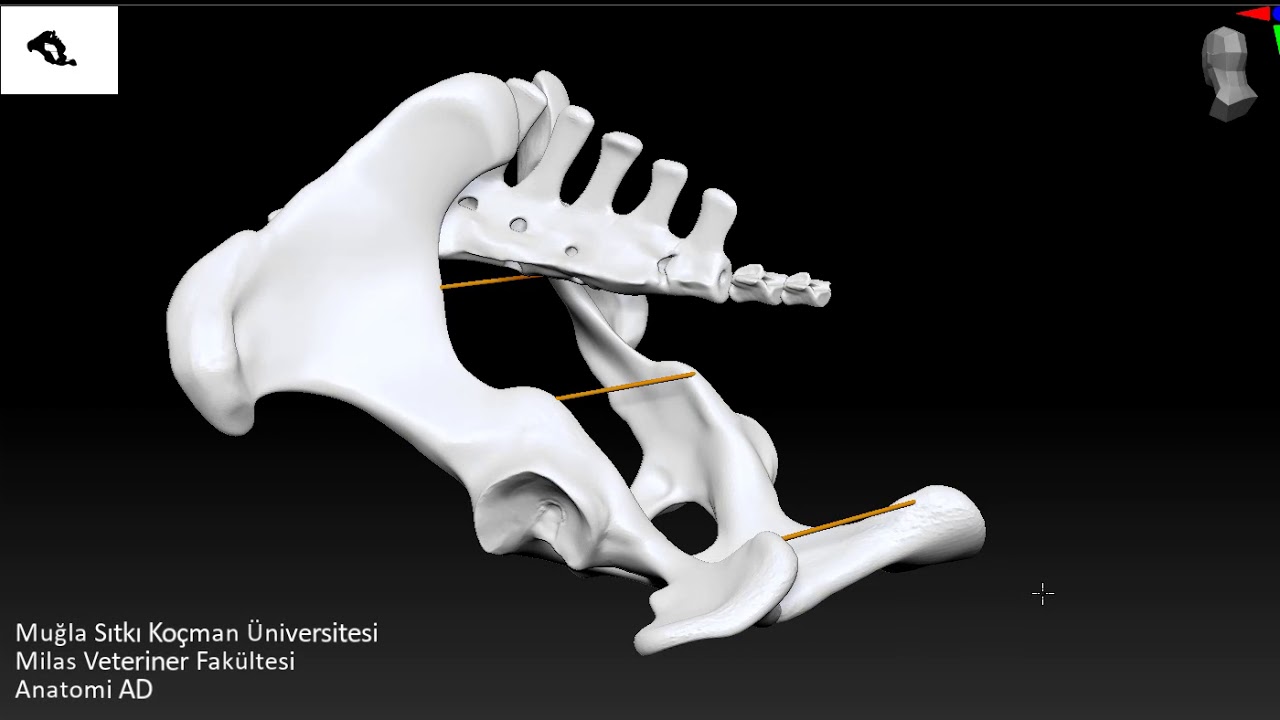 Pelvis / Pelvis Çapları / Diameter Pelvina / Doğum kanalı