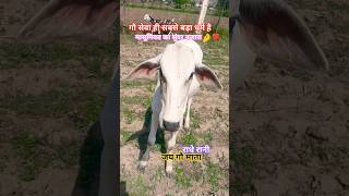 @गाय का रहस्य🐄 #cow #farming #viral #funny #shortvideo #motivation #animals #viralvideos #viralstory