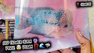 Ankurhati Fish Pet Market | Ankurhati Pet Market New Video | Aquarium Fish Price Update | Pet Market by Curious Calcutta 623 views 2 months ago 21 minutes