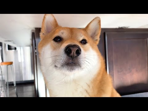 Video: 16 Foxy-lisävarusteet Jokainen Shiba Lover tarvitsee