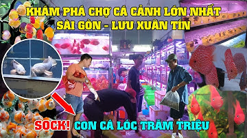 Khám Phá Chợ Cá Cảnh Lớn Nhất Sài Gòn - Chợ Lưu Xuân Tín -  Sock Con Cá Lóc Giá Trăm Triệu - Phần 2!