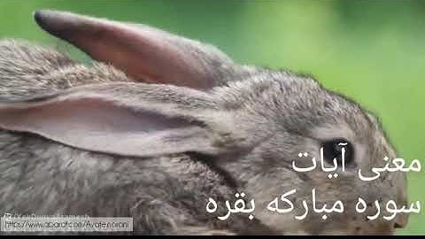 سوره بقره معنی،ترجمه آیات سوره مبارکه بقره بخش اول