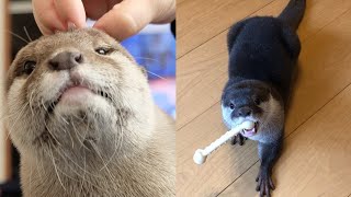 Funny Otter Videos Compilation 2021 #08 - Funny Pets Life by CLONDHO TV 377 views 2 years ago 10 minutes, 36 seconds