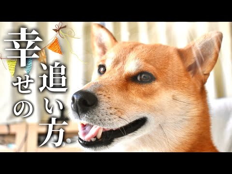 幸せを噛みしめない可愛い柴犬こむぎ【あるじのステップ】三浦半島ジブリ〜観音崎公園〜