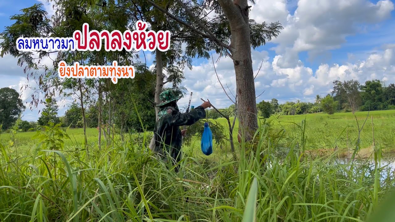 มีแต่ไซส์ใหญ่ปลาช่อนห้วยหนองนา ยิงปลาตามทุ่งนา