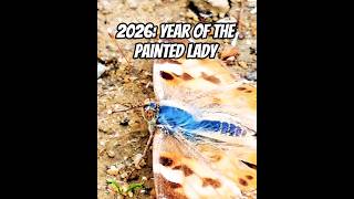 2026: Year of the Painted Lady #butterfly  #shorts
