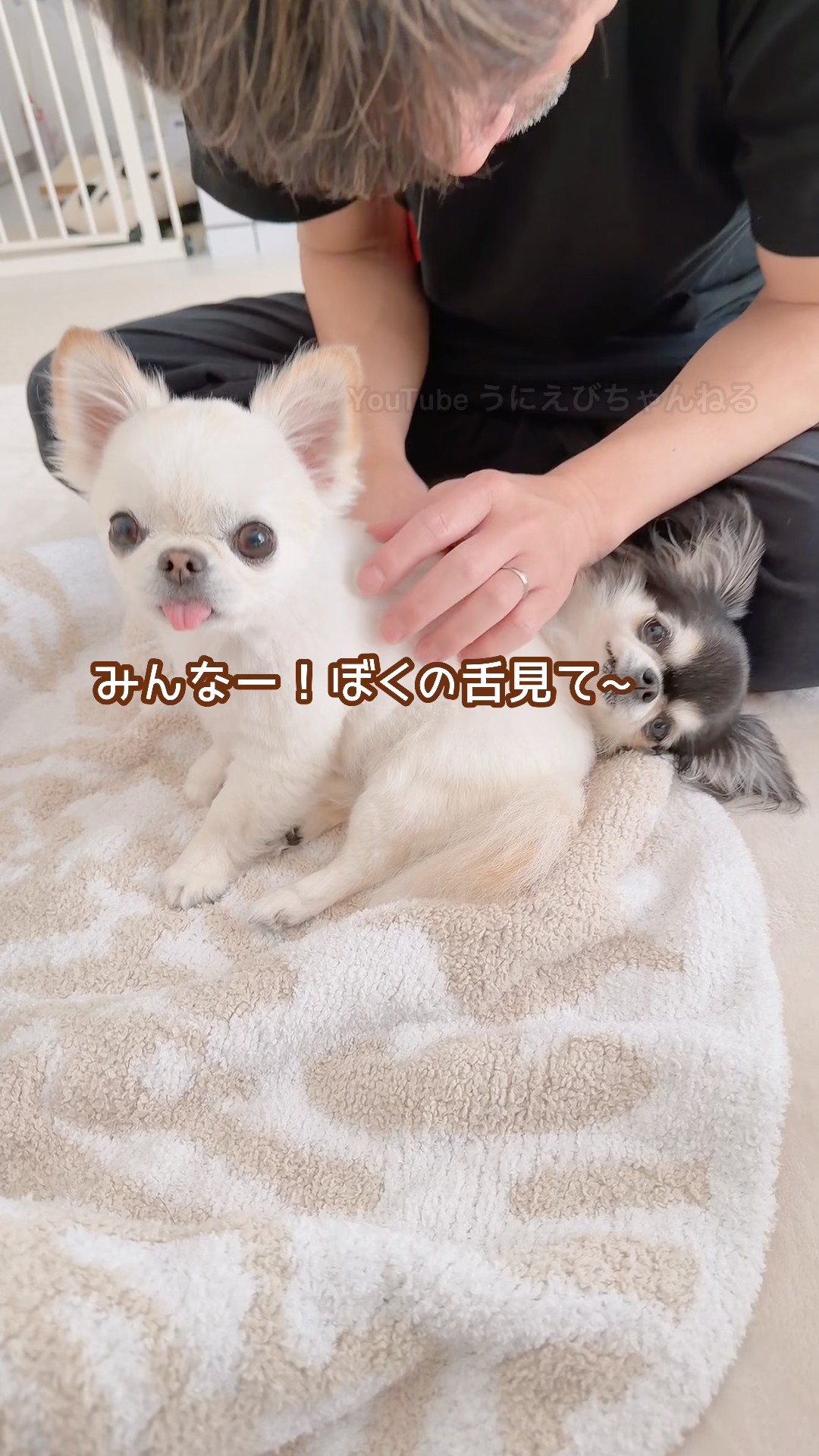 途中、兄犬のマジック始まります🎩✨笑 #shorts #癒し #チワワ - YouTube