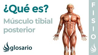 Músculo TIBIAL POSTERIOR | Qué es, ubicación, origen, inserción, función y lesiones