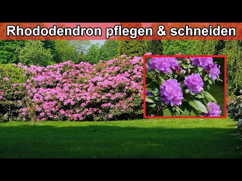 Video: Rhododendren im Frühjahr pflanzen und pflegen