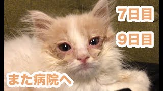 【ジェイの部屋】2匹目を保護して7日目と9日目 また病院へ   【保護猫】【スコティッシュフォールド】Scottish fold