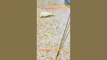 تلاوه عطره من الذكر الكريم #القرآن_الكريم #عبدالباسط_عبدالصمد #اكسبلور #cutebird #birds #foryou