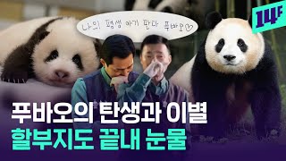 “널 위해, 6시간 대기쯤이야” 푸바오 할부지도, 관람객도 울었다 / 14F