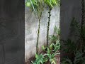 Gardenpro landscapes Chennai - backyard garden Landscape work in chennai