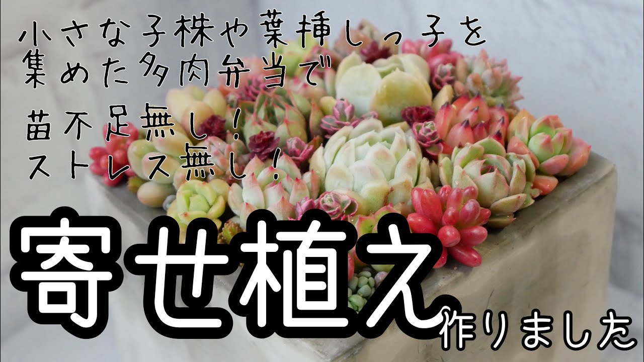 多肉植物・多肉弁当で寄せ植え】自家製で育てた子株、葉挿しっ子を使っ