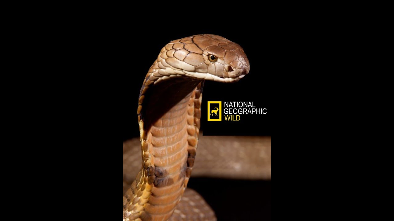 Документальные про змеи. 10 Интересных фактов про кобру. Нат Гео вайлд кобры. Nat geo Wild про змей.