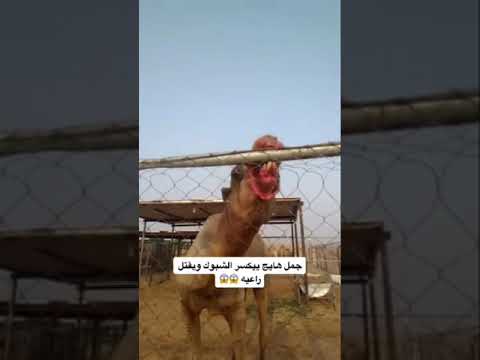 جمل هايج بيكسر الشبك وبيقتل راعيه