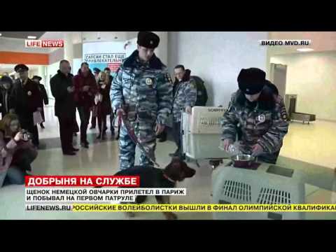 Щенок Добрыня прилетел в Париж и побывал на первом патруле