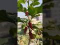 ছাদ বাগানে লাল লাল তুঁত 🍓 | Mulberry Tree on Rooftop”#TuntFul #ShahTut #Mulberry #RooftopGarden